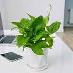 Epipremnum Plant (Golden pothos, Money plant, or Devil’s ivy) - Image 13