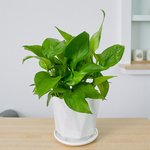 Epipremnum Plant (Golden pothos, Money plant, or Devil’s ivy) - Image 14