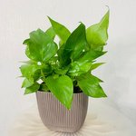 Epipremnum Plant (Golden pothos, Money plant, or Devil’s ivy) - Image 11
