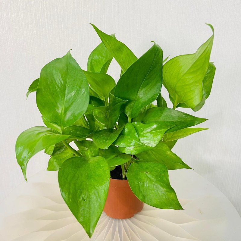 WhatsApp_Image_2025-11-12_at_3.40.35_PM_1_6c07e09f-dac9-4f8f-a783-50318c745564.jpg Epipremnum Plant (Golden pothos, Money plant, or Devil’s ivy) - Image 1