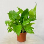 Epipremnum Plant (Golden pothos, Money plant, or Devil’s ivy) - Image 3