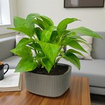Epipremnum Plant (Golden pothos, Money plant, or Devil’s ivy) - Image 8
