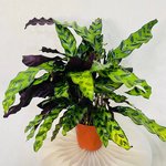 Calathea Lancifolia Plant - Rattlesnake plant - Image 7