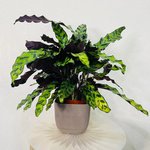 Calathea Lancifolia Plant - Rattlesnake plant - Image 8