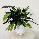 Calathea Lancifolia Plant - Rattlesnake plant - Image 6