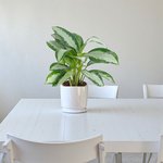 Aglaonema Pattaya - Image 5