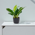 Aglaonema Plant - Chinese Evergreen - Image 2