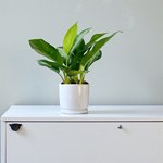 Aglaonema Plant - Chinese Evergreen - Image 3