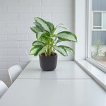 Aglaonema Pattaya - Image 2