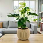 White Anthurium Plant - Image 3