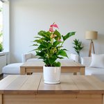 Anthurium Pink (Flamingo flower) - Image 2