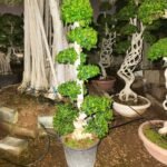 Ficus Bonsai S Shaped - Image 6