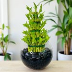 5 Layer Lucky Bamboo Plant In Glass Vase