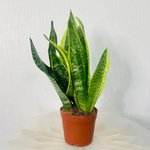 Sansevieria Trifasciata Plant - Snake Plant - Image 5
