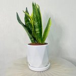 Sansevieria Trifasciata Plant - Snake Plant - Image 7