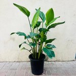 Strelitzia Nicolai Plant – Bird Of Paradise – Wild Banana - Image 2