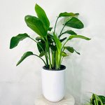 Strelitzia Nicolai Plant – Bird Of Paradise – Wild Banana - Image 3