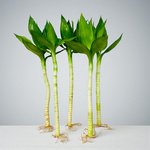 Tiger Lucky Bamboo - Image 3