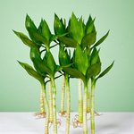 Tiger Lucky Bamboo - Image 4
