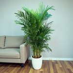 Areca Palm (Chrysalidocarpus Lutescens) - Image 9