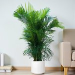 Areca Palm (Chrysalidocarpus Lutescens) - Image 10