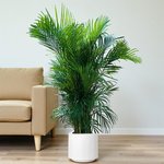 Areca Palm (Chrysalidocarpus Lutescens) - Image 11