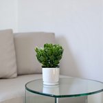 Crassula ovata - Money Tree -Jade Plant - Image 11