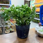 Crassula ovata - Money Tree -Jade Plant - Image 9
