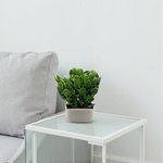 Crassula ovata - Money Tree -Jade Plant - Image 10