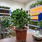 Crassula ovata - Money Tree -Jade Plant - Image 12