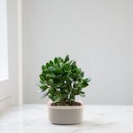 Crassula ovata - Money Tree -Jade Plant - Image 13