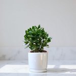 Crassula ovata - Money Tree -Jade Plant - Image 14