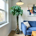 Pachira plant - Money Tree - Image 6