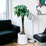 Pachira plant - Money Tree - Image 7