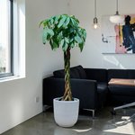 Pachira plant - Money Tree - Image 8