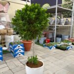 Wow Sale Outdoor Tree Plants UAE