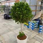 Wow Sale Outdoor Tree Plants UAE - Image 2