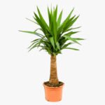 Spineless yucca - Yucca elephantipes