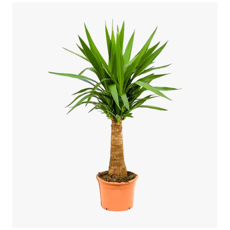 Yucca-Jewel-Plant-Spineless-Yucca-stick-yucca-and-yucca-gigantea-1pp-Photoroom.jpg Spineless yucca - Yucca elephantipes - Image 1