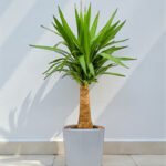 Spineless yucca - Yucca elephantipes - Image 4