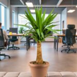 Spineless yucca - Yucca elephantipes - Image 3