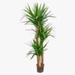 Spineless yucca - Yucca elephantipes - Image 2