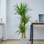 Spineless yucca - Yucca elephantipes - Image 6