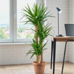 Spineless yucca - Yucca elephantipes - Image 5