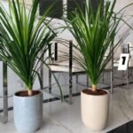 Yucca Each Promo Plants UAE