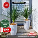 Clearance Sale 1pc Yukka Plants Dubai