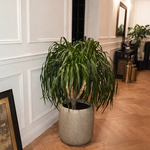 Yukka Premium Quality from Holland in Fiber Beige Pot Plants UAE