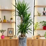 Yukka Premium Triple Head Potted Height 150cm Plants UAE