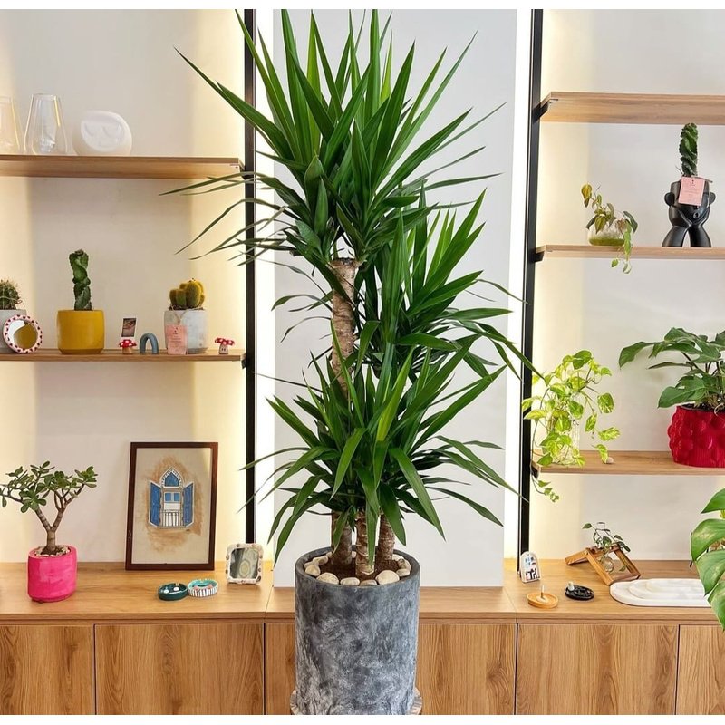 Yukka_Premium_Triple_Head_Potted_Height_150cm_Plants_UAE.jpg Yukka Premium Triple Head Potted Height 150cm Plants UAE - Image 1