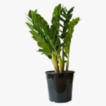 Zamioculcas Plant (ZZ Plant, Aroid Palm, Arum Fern)